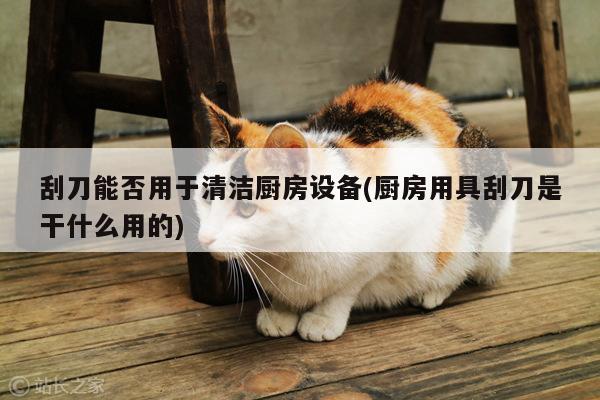 beat365平台-刮刀能否用于清洁厨房设备(厨房用具刮刀是干什么用的)